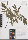 Foto von Salix daphnoides Vill.